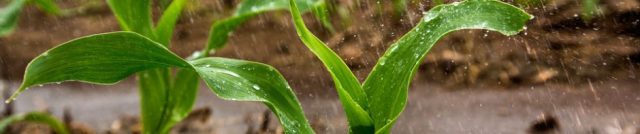 العلاقة بين الامن المائي والامن الغذائي