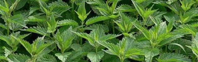 فوائد القريص