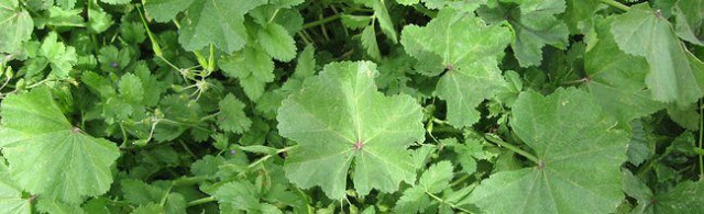 فوائد نبات الخبيزة