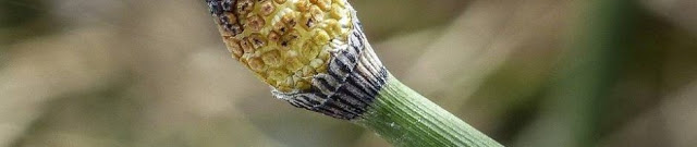 فوائد نبات ذيل الحصان