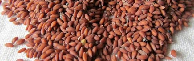 فوائد الثفاء