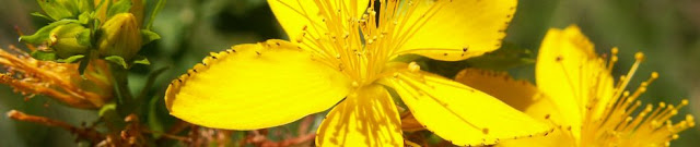 فوائد عشبة سانت جون